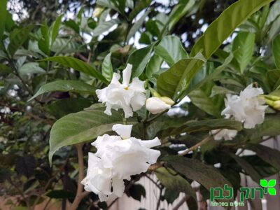 טברנמונטנה