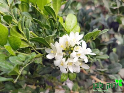 מוריאה מכבדית