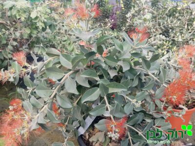 מטרוסידרוס אפור