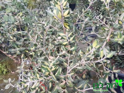 מטרוסידרוס מגוון