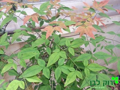 ננדינה תרבותית