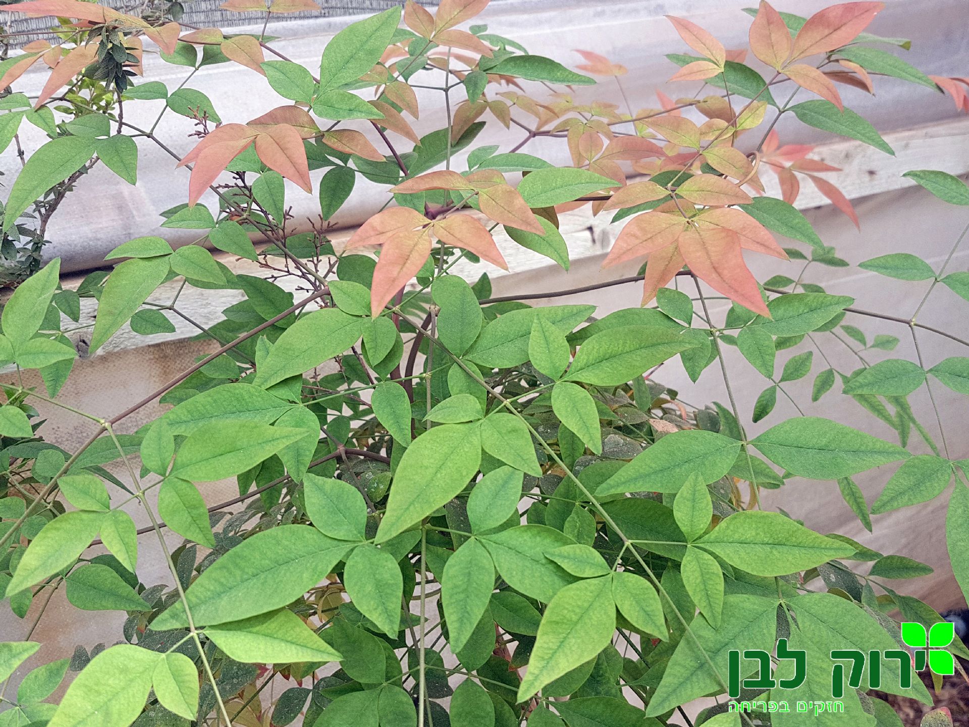 ננדינה תרבותית