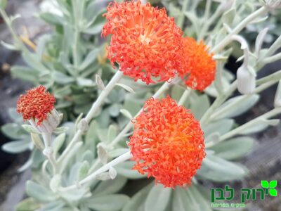 סביון שלהבתי (קליניה)