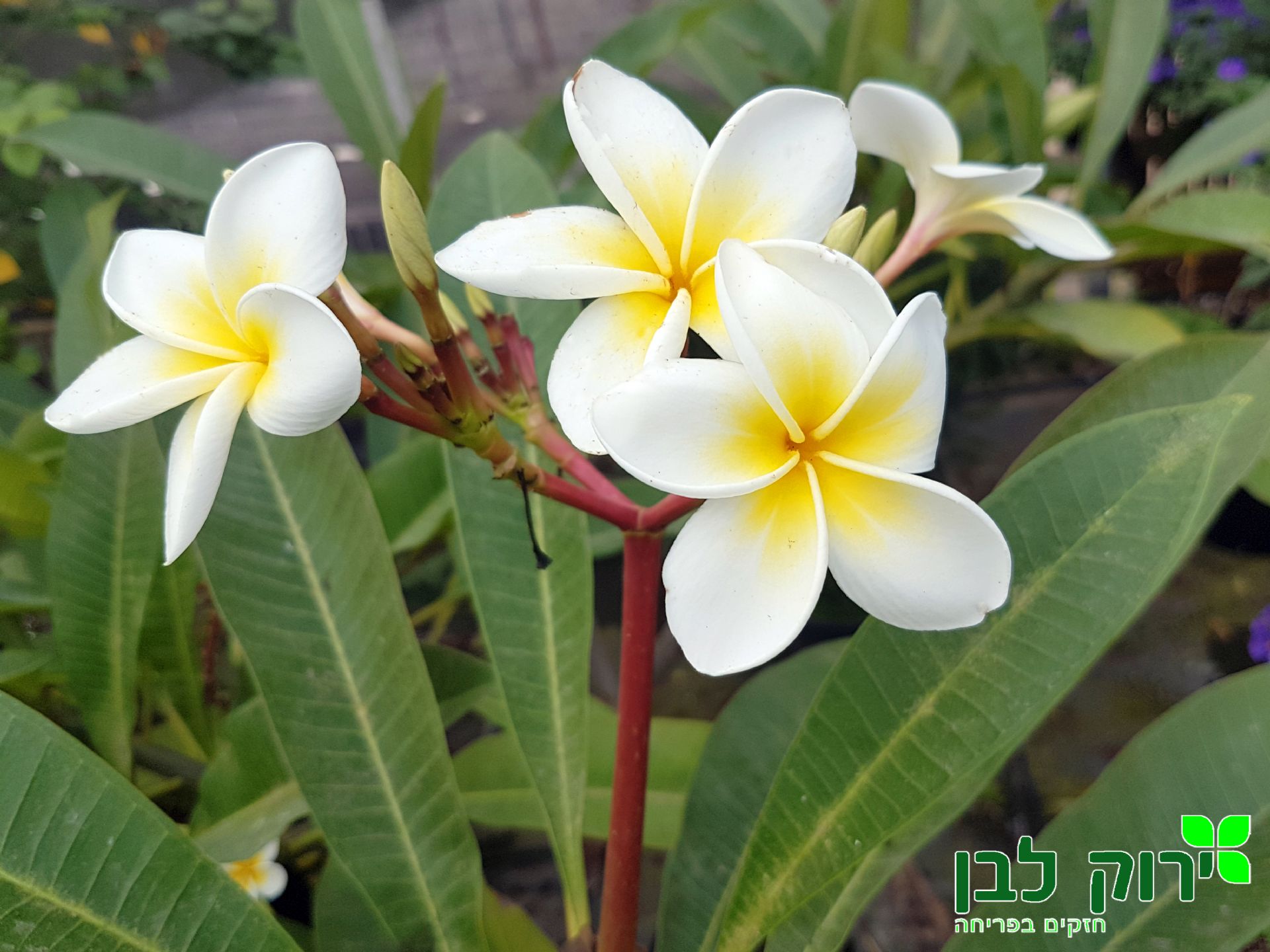 פיטנה (פלומריה ריחנית)