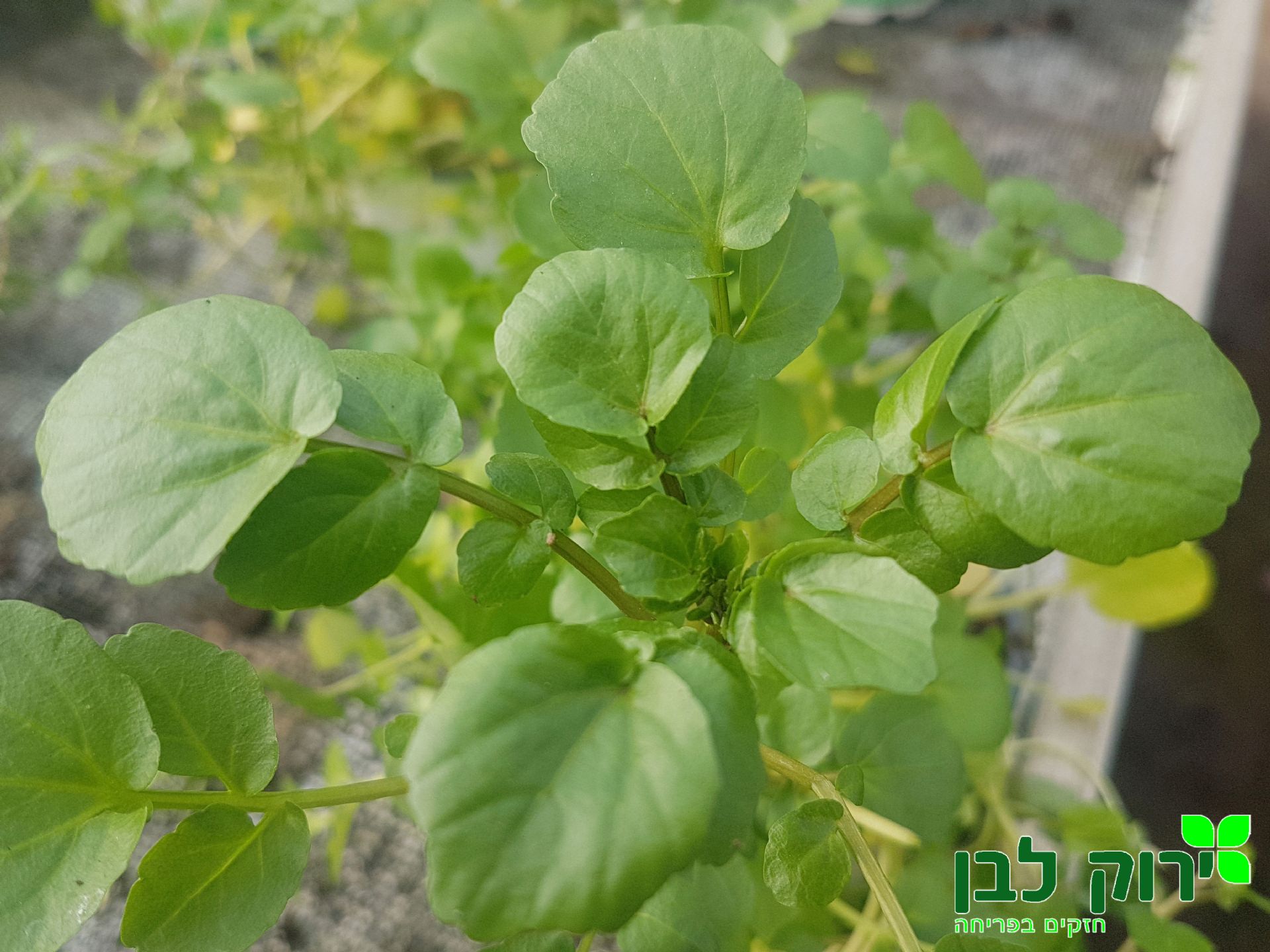 גרגר הנחלים