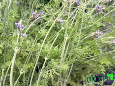 לוונדר מנוצה