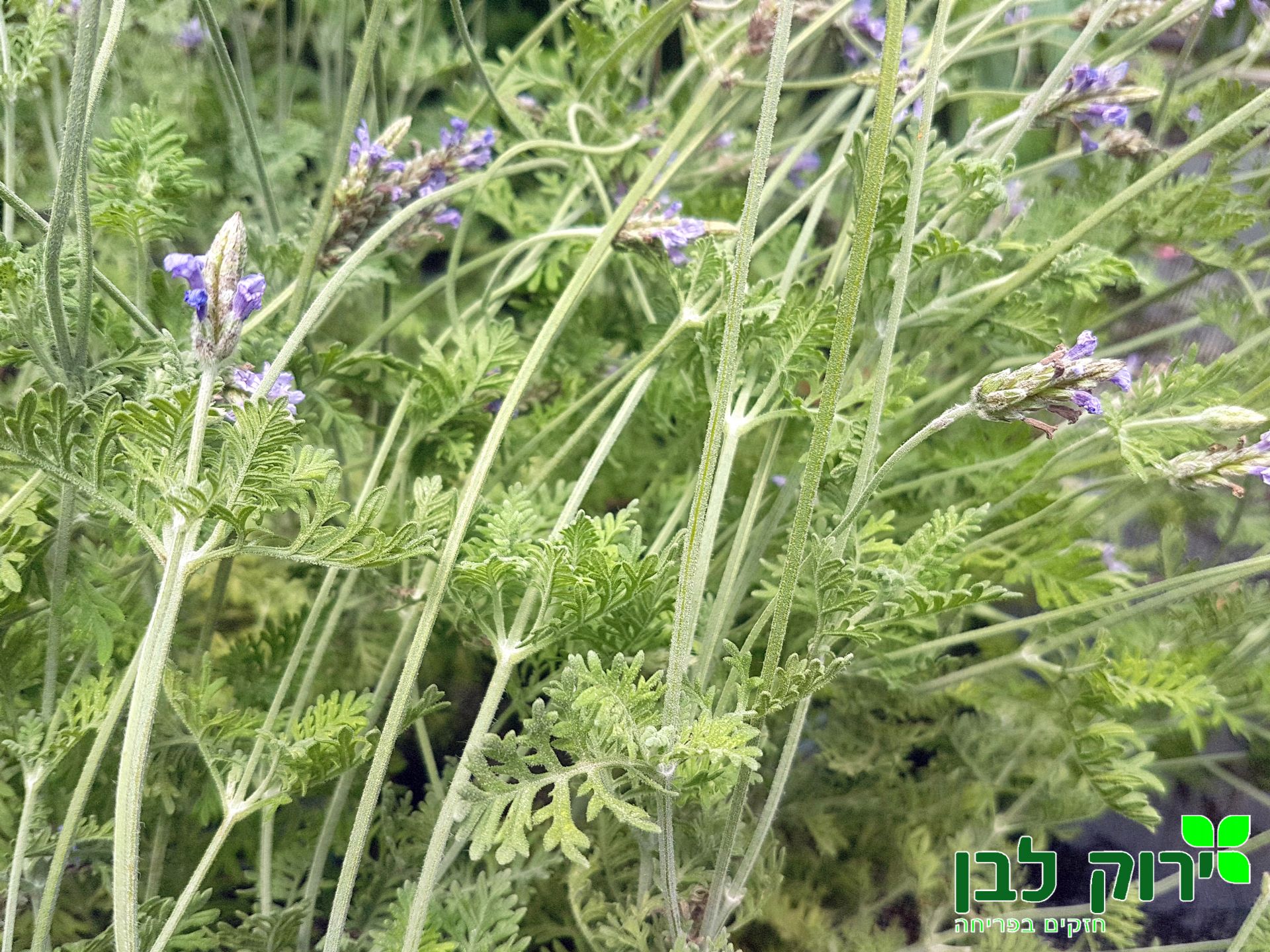 לוונדר מנוצה