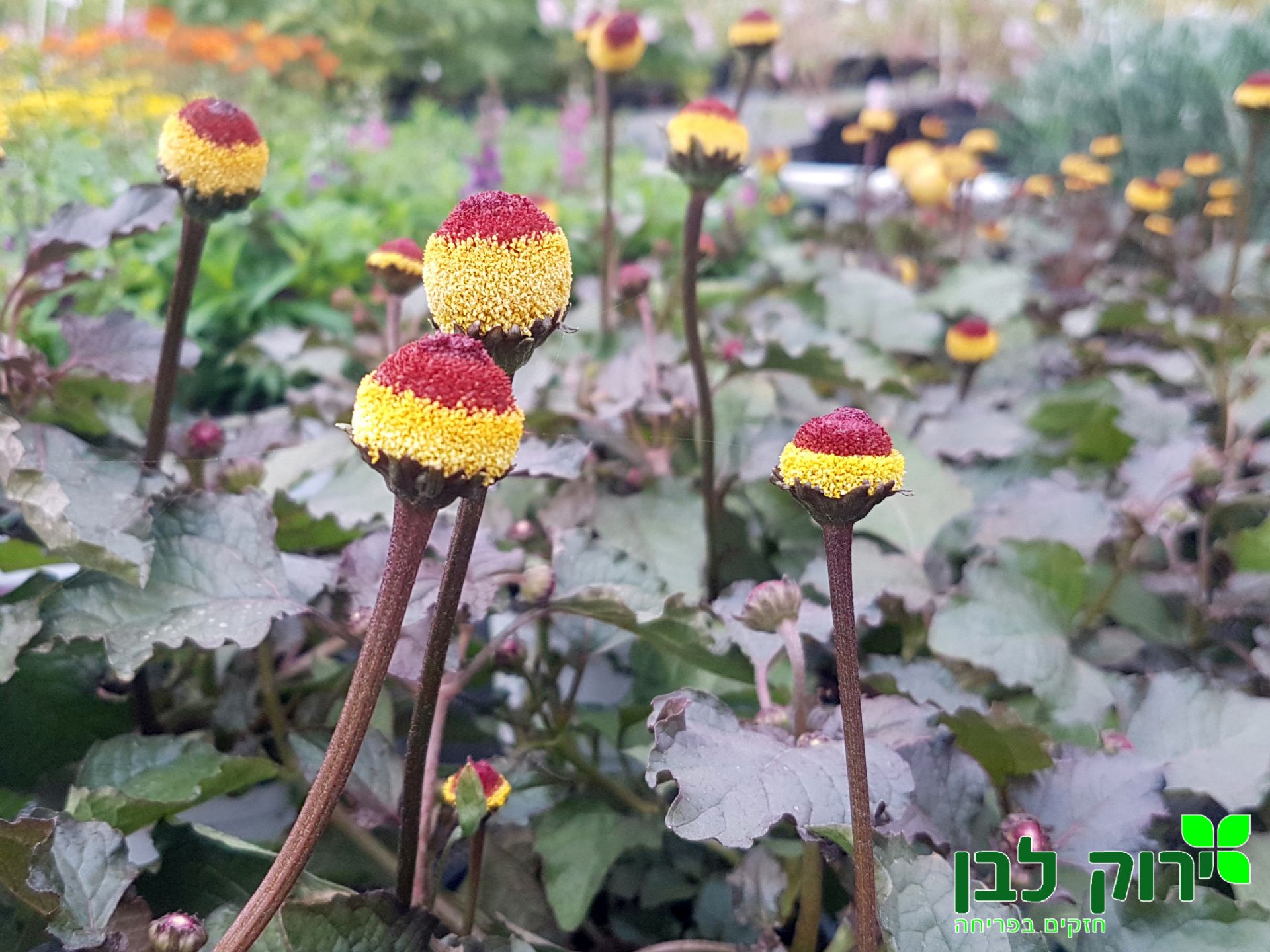 אקמלה פיקאבו