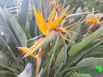 ציפור גן עדן