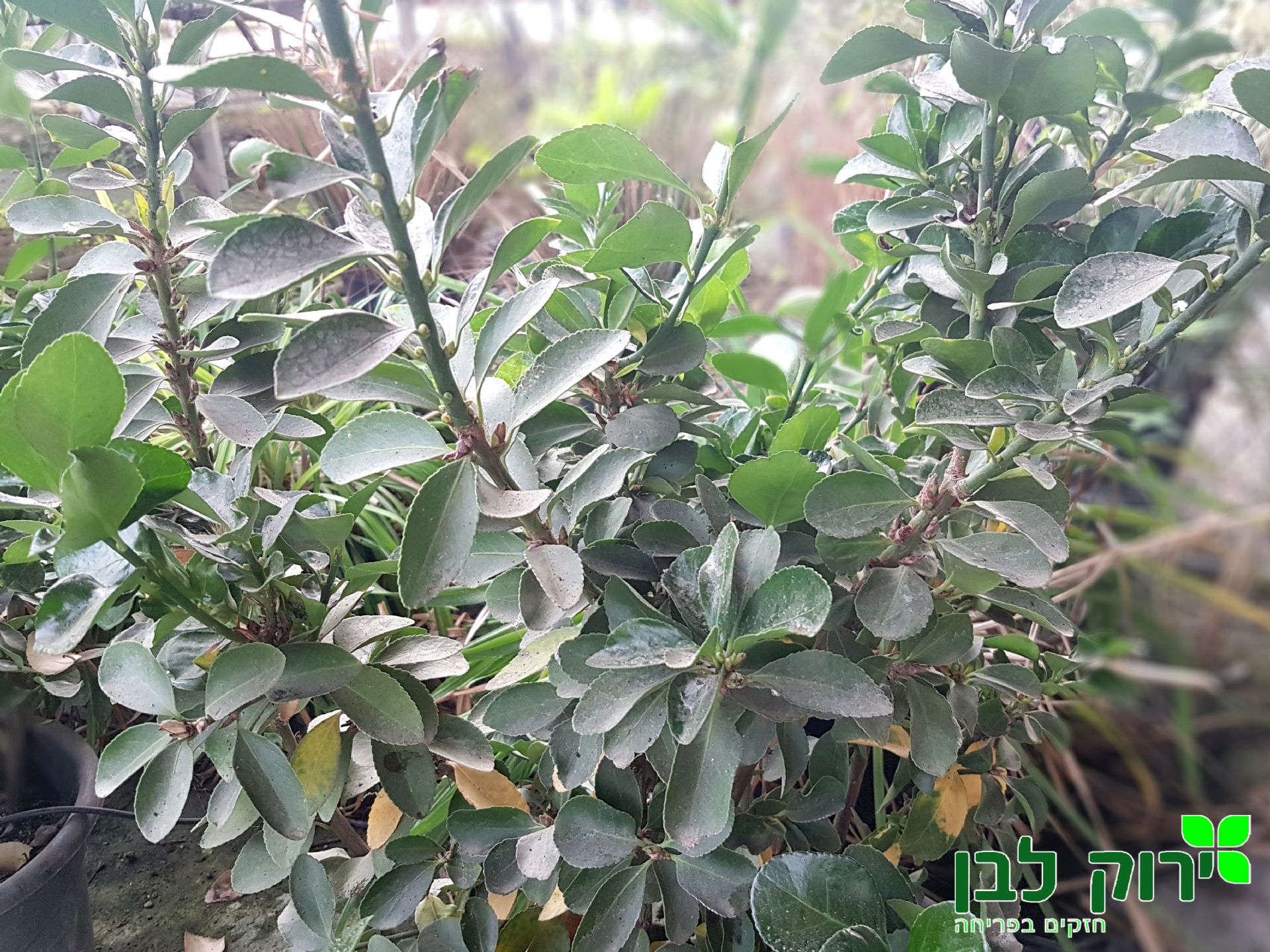 פילכון יפני