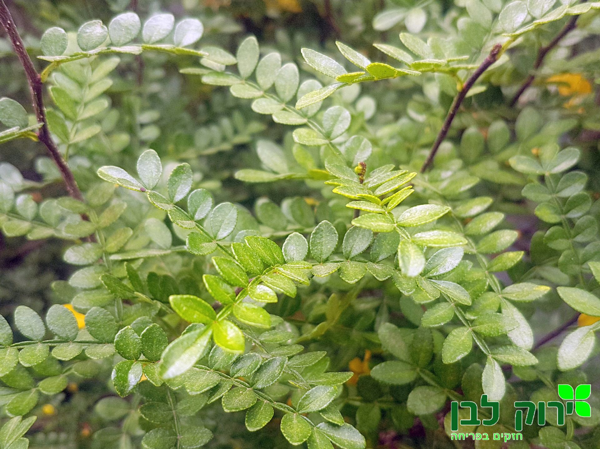 פלפלון סיני