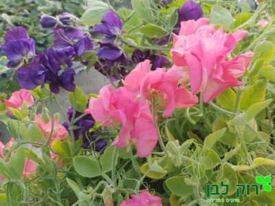 טופח (אפונה ריחנית)