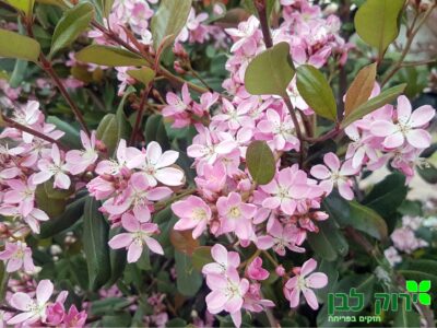 בן עוזרר הודי