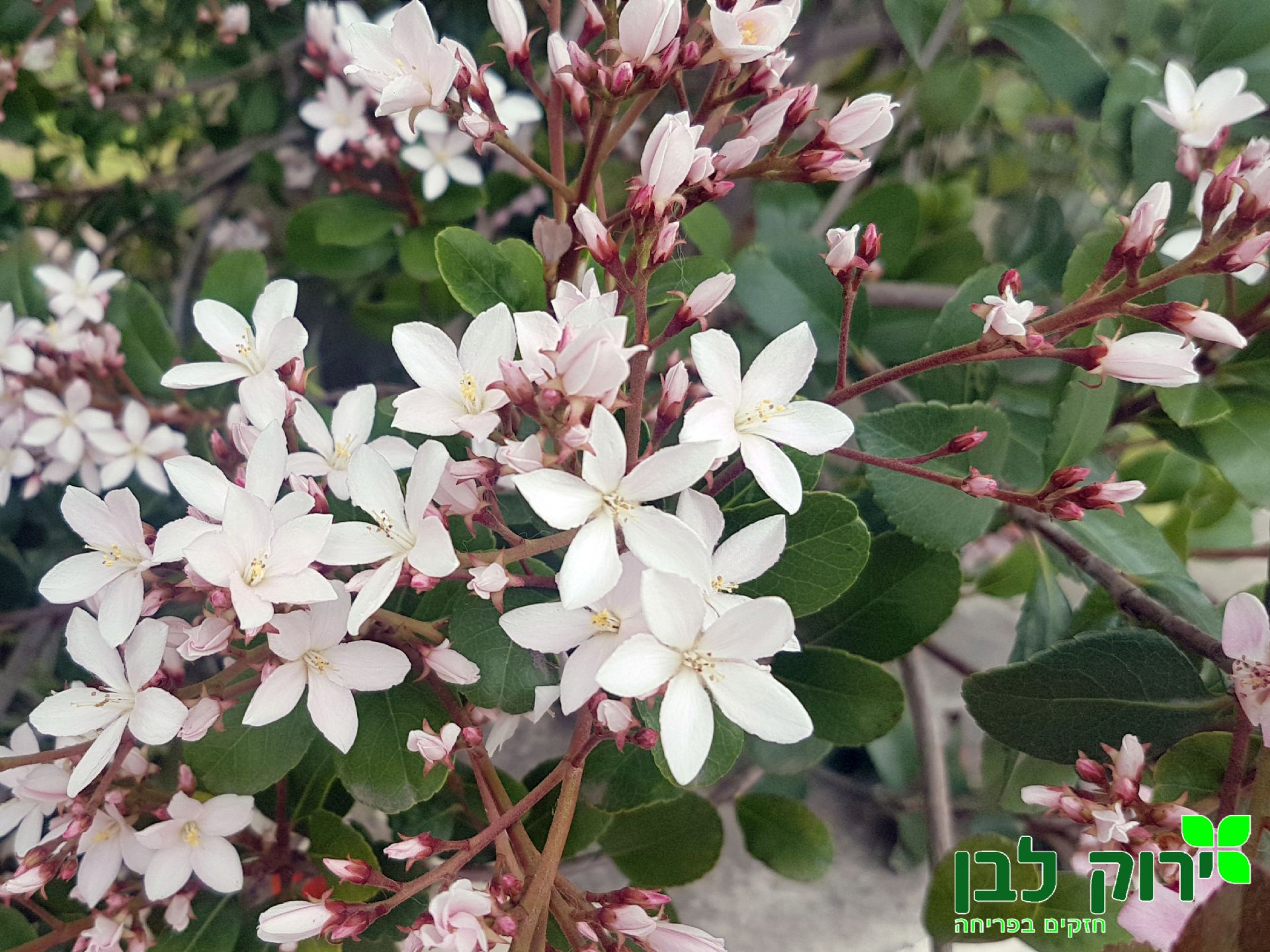 בן עוזרר סוככני