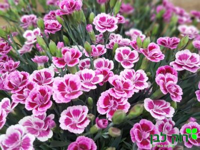 צפורן פינק קיס ©