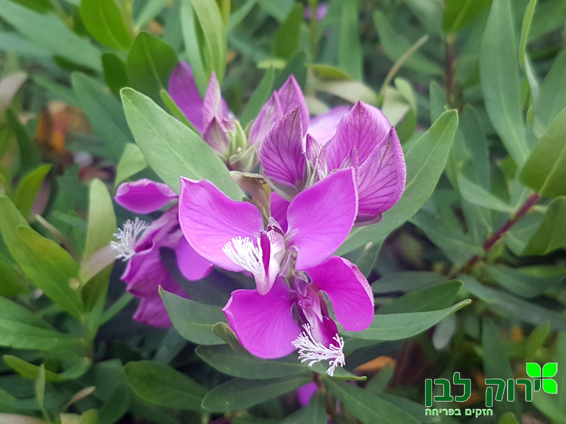 פוליגלה (מרבה חלב הדסי)