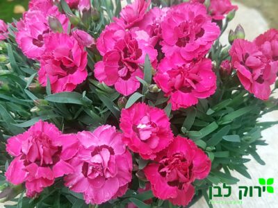 צפורן ארלי לאב ©