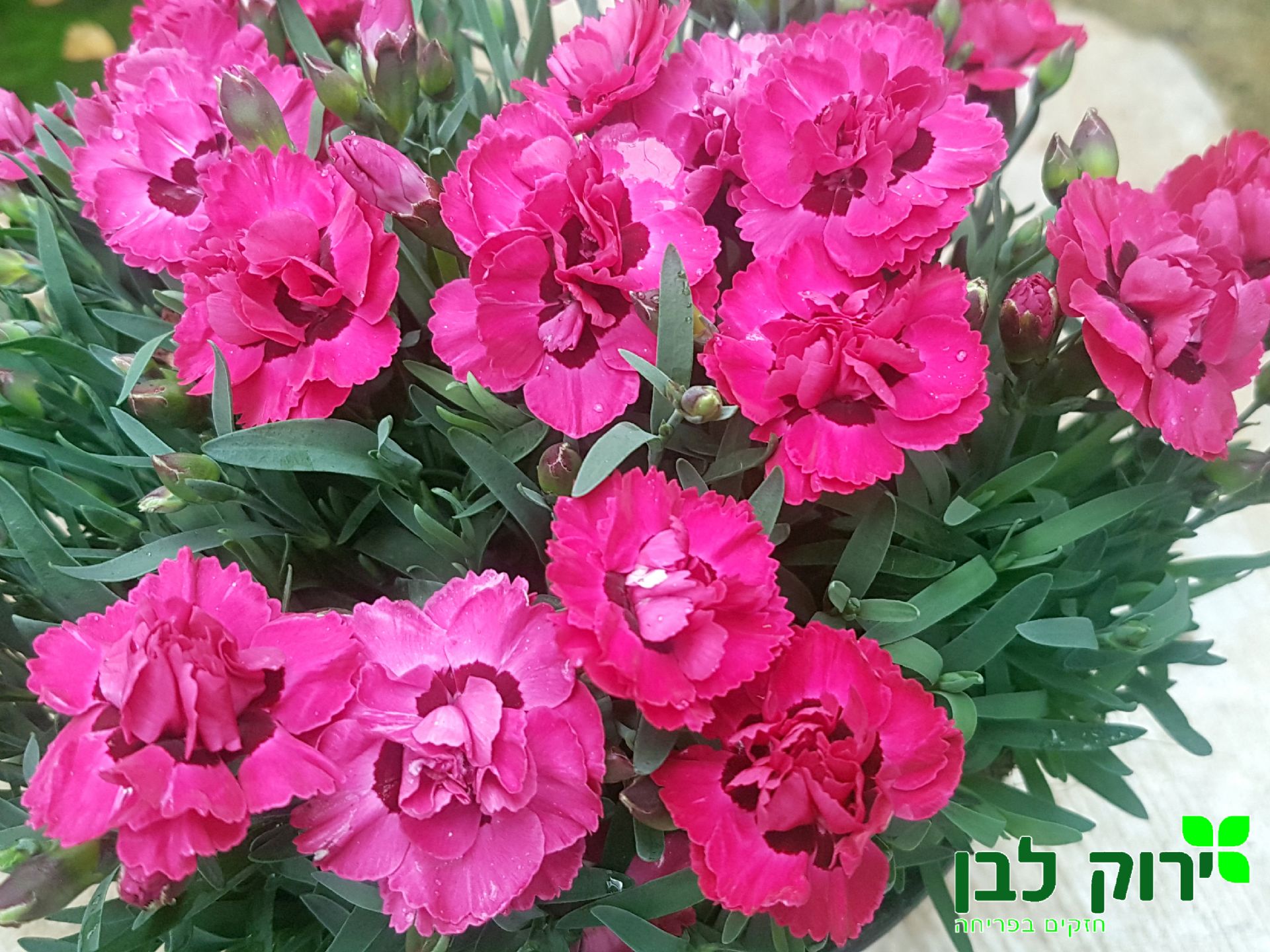 צפורן ארלי לאב ©