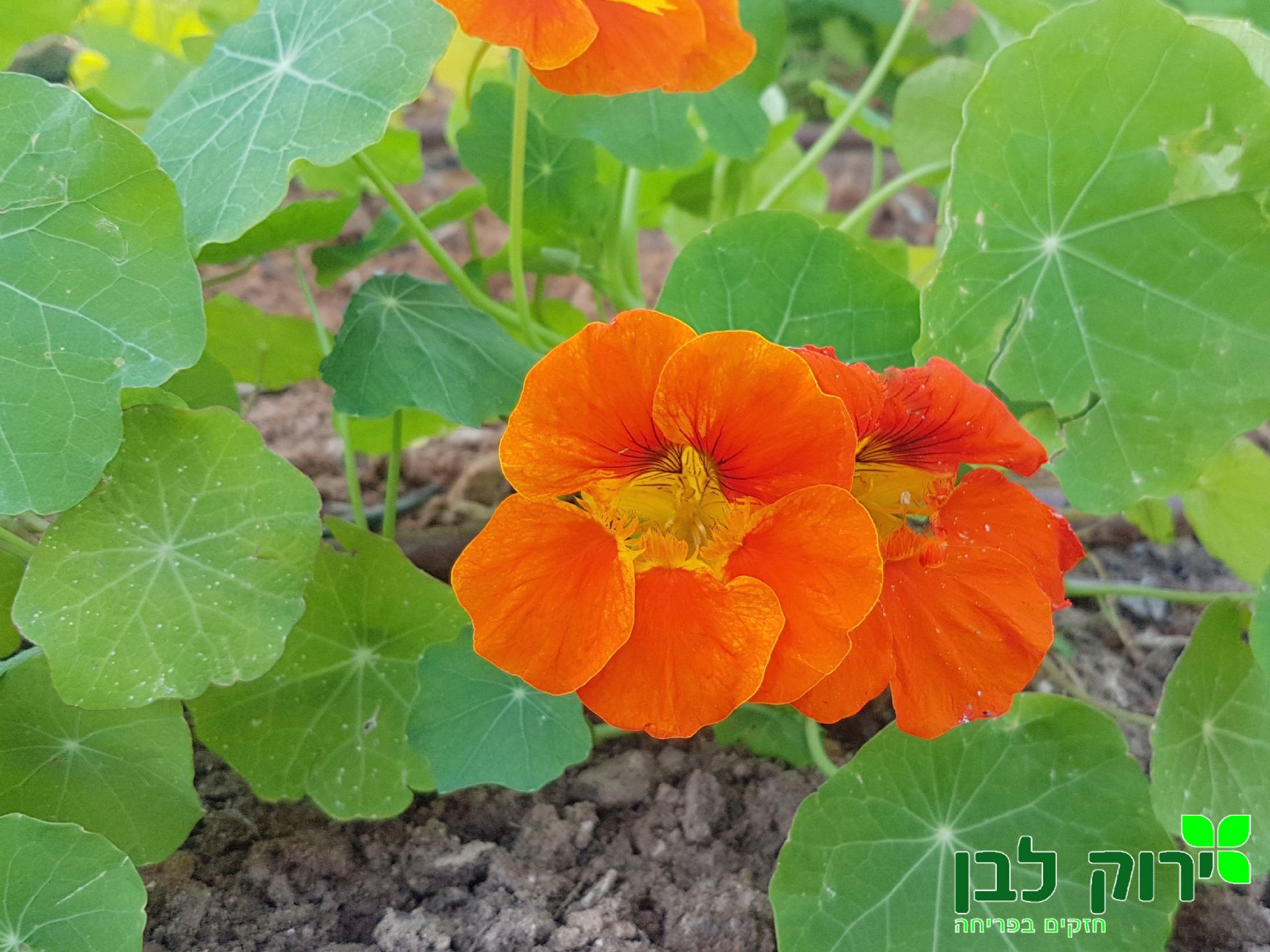 כובע הנזיר עונתי