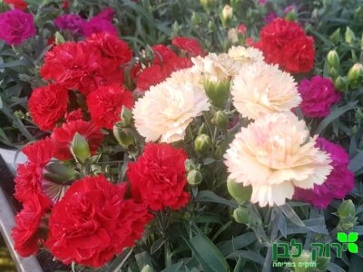 צפורן קולורס ©