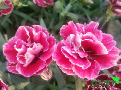 צפורן קפיטן ©