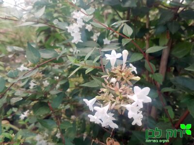 אבליה גדולת פרחים