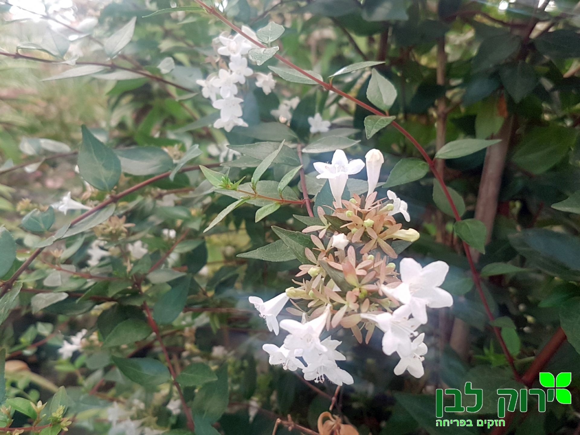 אבליה גדולת פרחים