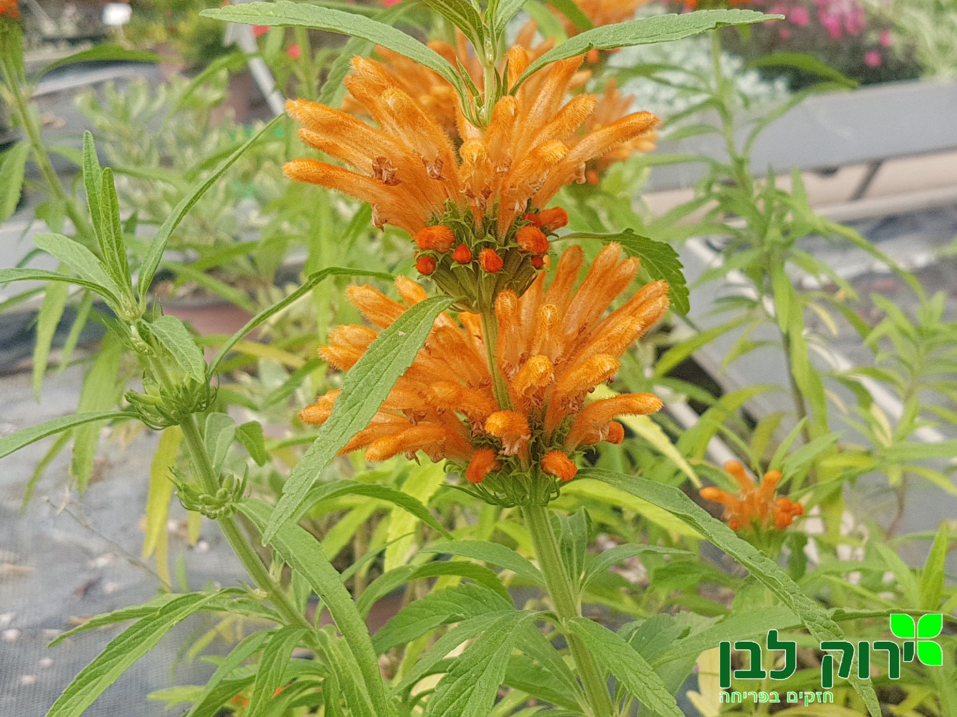 אוזן ארי אפריקאי