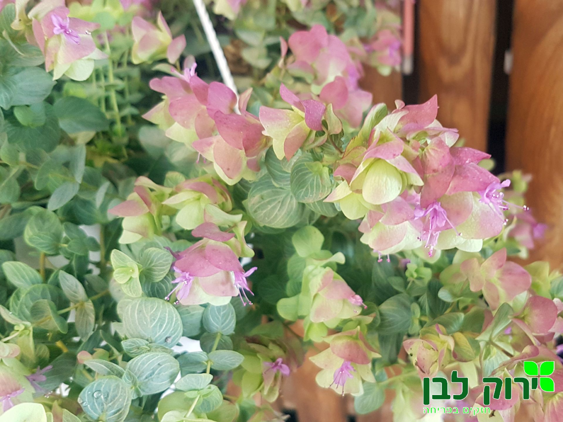 אורגנו נוי (קיריגמי)