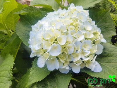 הורטנזיה שיחית