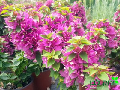 בוגונביליה תאילנדית