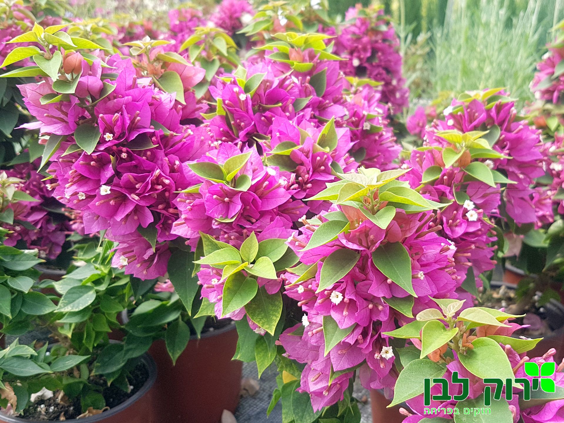 בוגונביליה תאילנדית