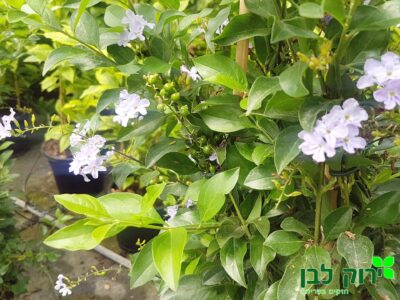 דורנטה מצויה