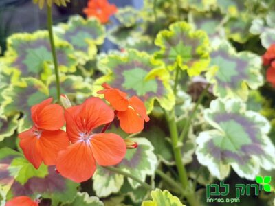 גרניום זקוף- עלה מגוון