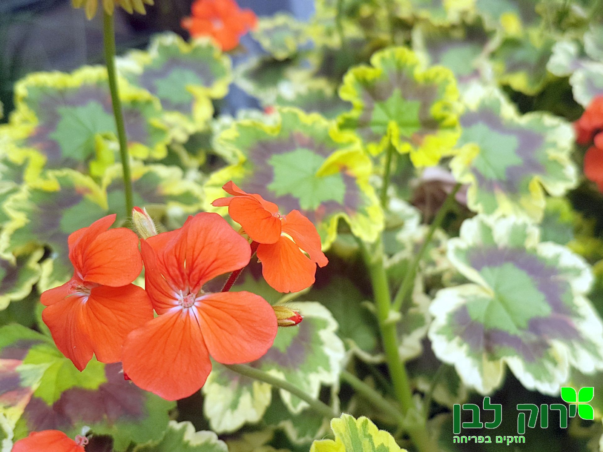 גרניום זקוף- עלה מגוון