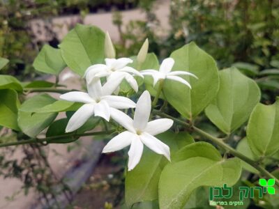 יסמין אור (אורליאנס)