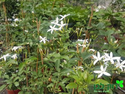 יסמין אזורי