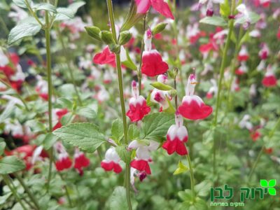 מרווה הוט ליפס