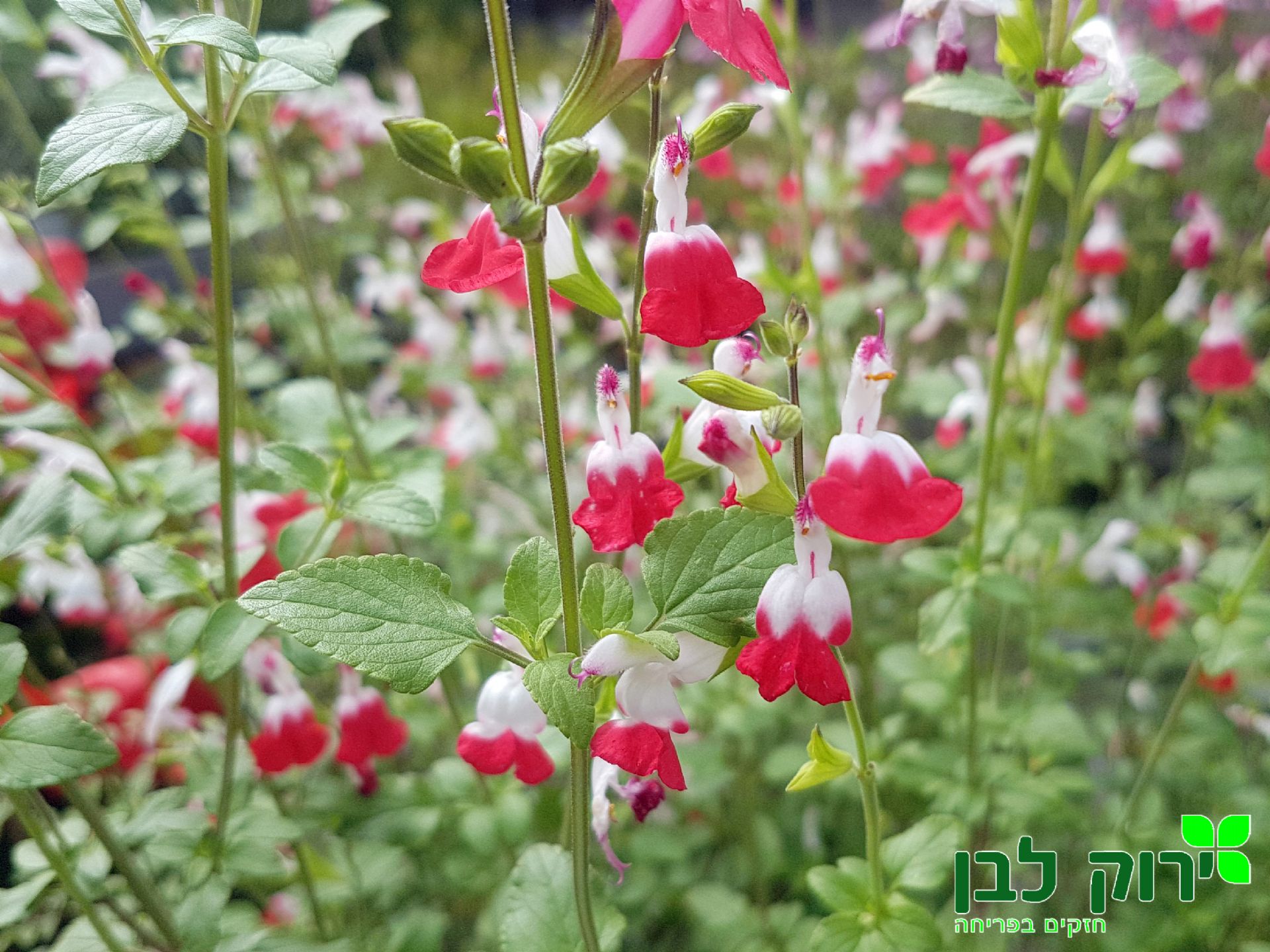 מרווה הוט ליפס