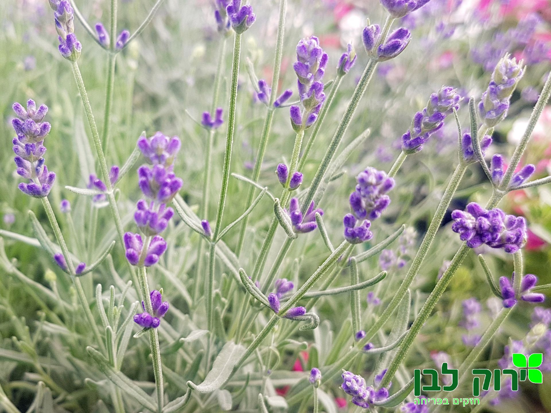 לוונדר הידקוט