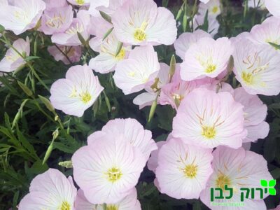 נר הלילה ורוד