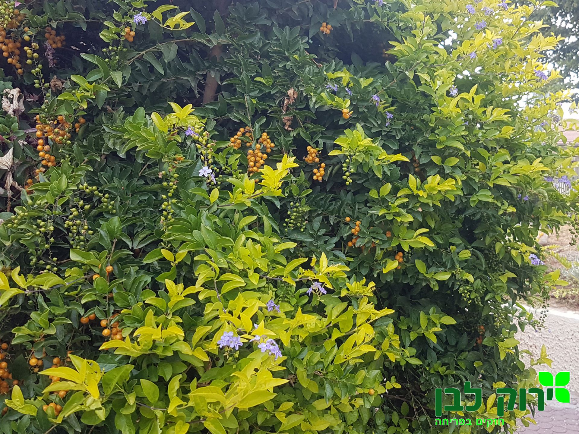 דורנטה תאילנדית