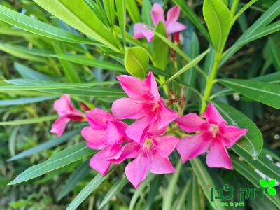 הרדוף הנחלים