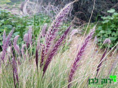 זיף נוצה ארגמני