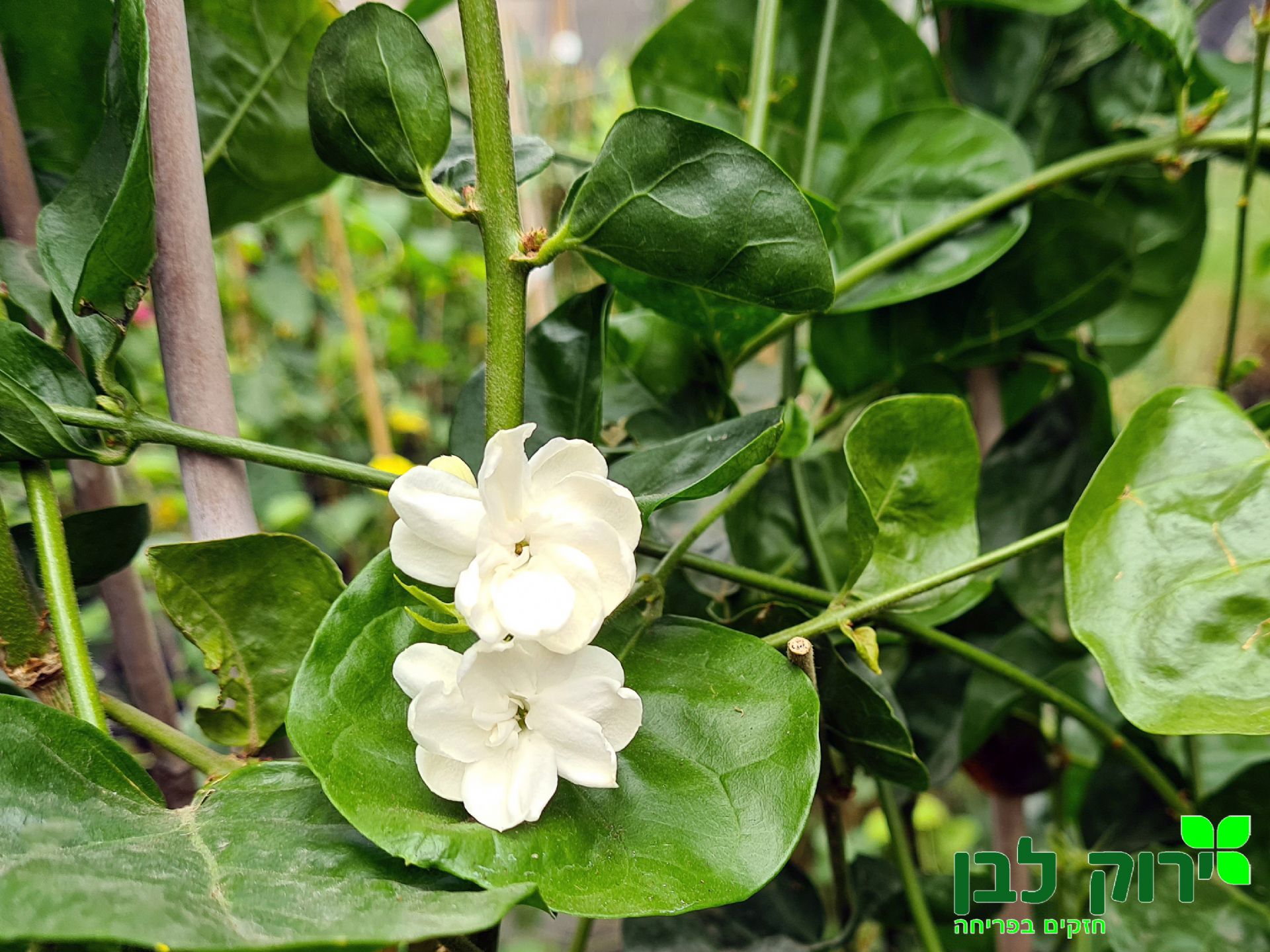 יסמין סמבק (ערבי)