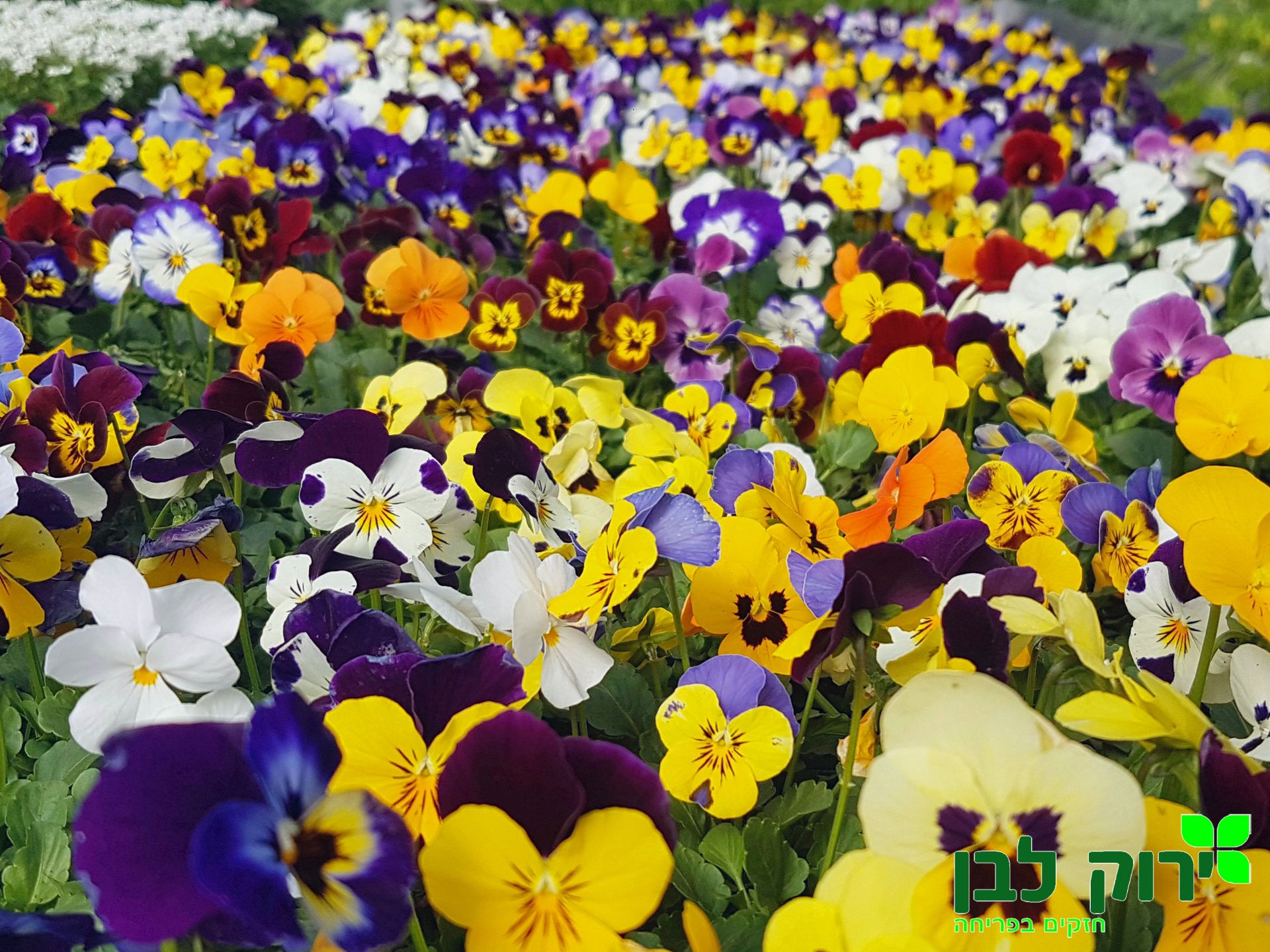 אמנון ותמר- פרח ננסי