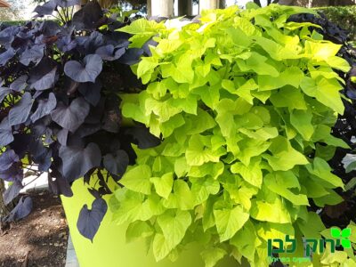 איפומיאה (לפופית הבטטה)