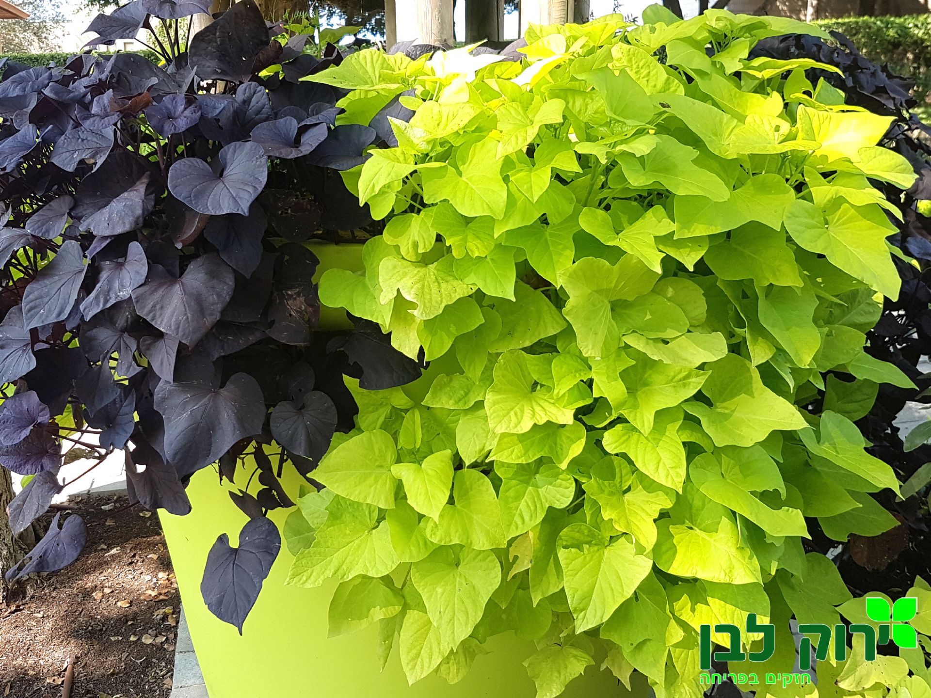 איפומיאה (לפופית הבטטה)