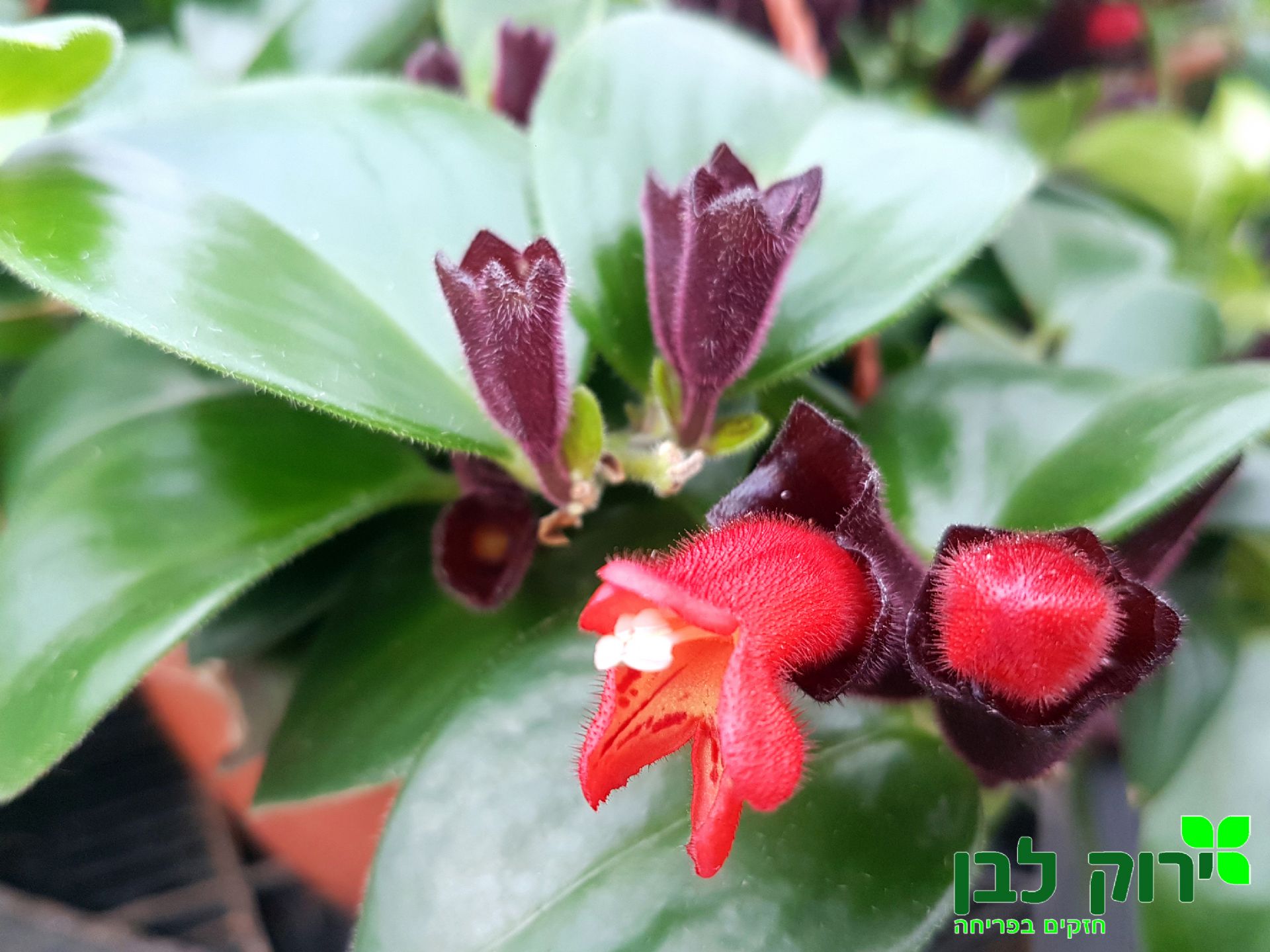 אשיננטוס מונה ליזה