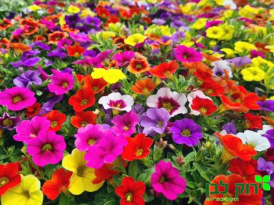 פטוניה מיני זוחלת (מפלית מיני)